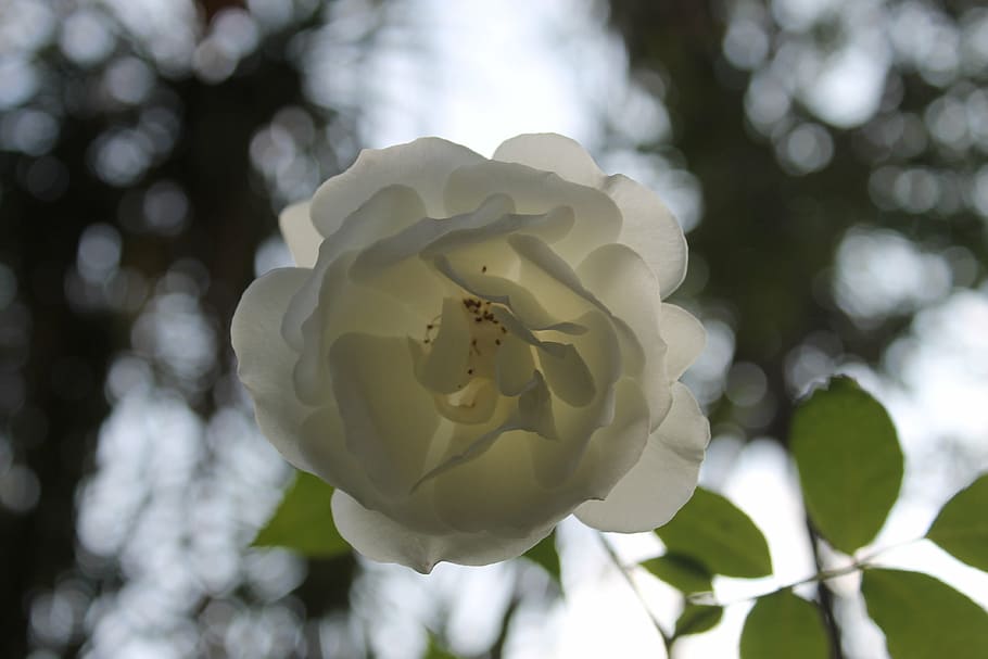 white, rose, white rose, plant, flower, flowering plant, vulnerability HD wallpaper