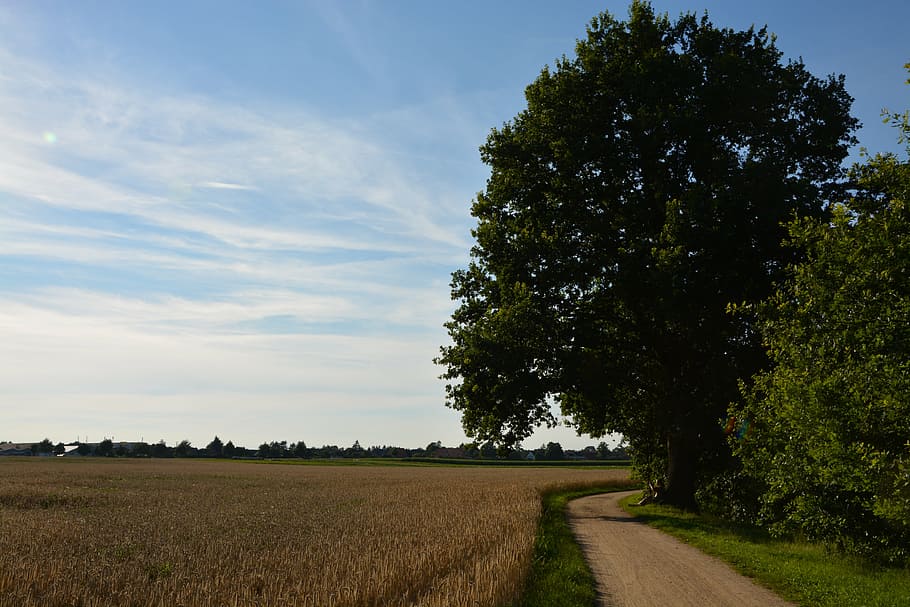 oak, wheat field, path, summer, sky, tree, plant, landscape HD wallpaper