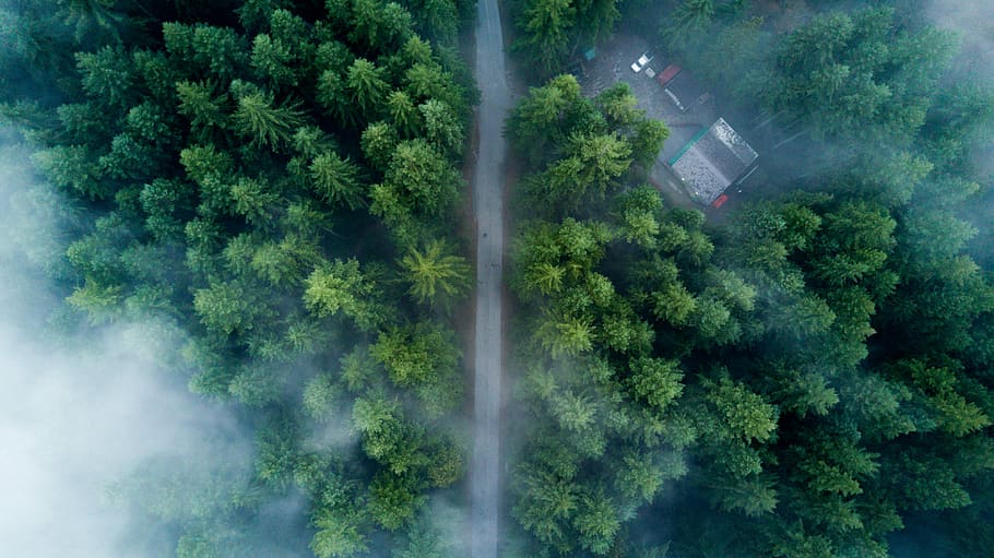 top view of road surrounded of trees, aerial view of trees, path HD wallpaper