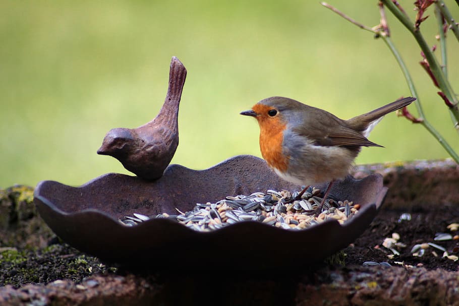 brown bird statuette, robin, bird seed, bird bath, animal, eat HD wallpaper