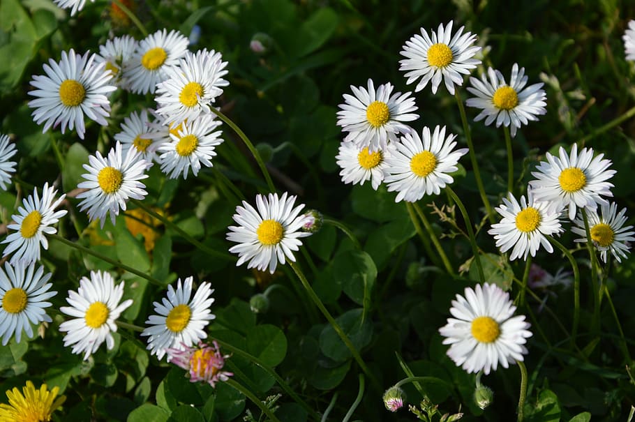 daisies, daisy, white, spring, meadow, yellow, blossom, bloom HD wallpaper