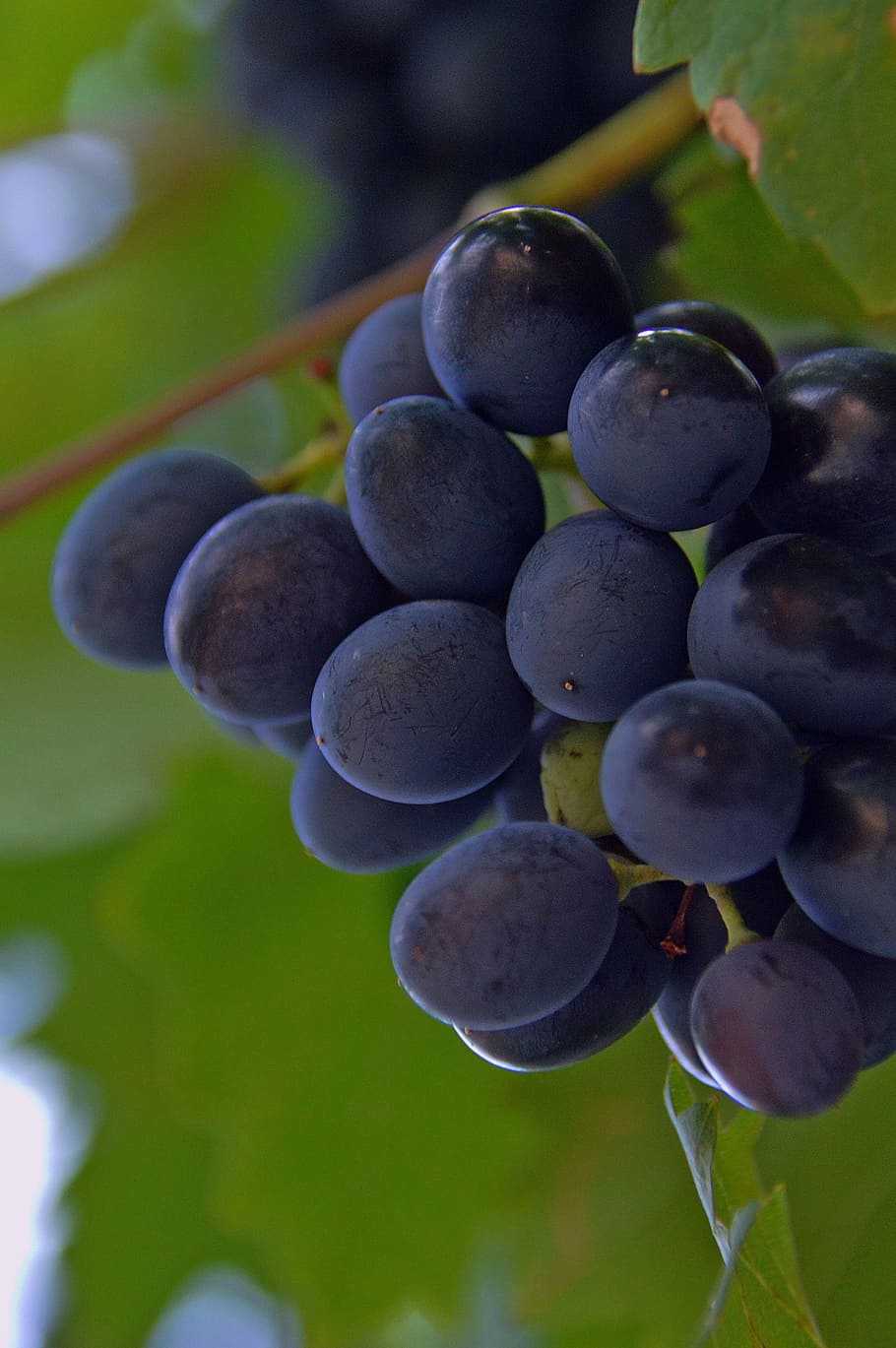grape, red grapes, fruit, nature, blue, ripe fruit, blue eye HD wallpaper