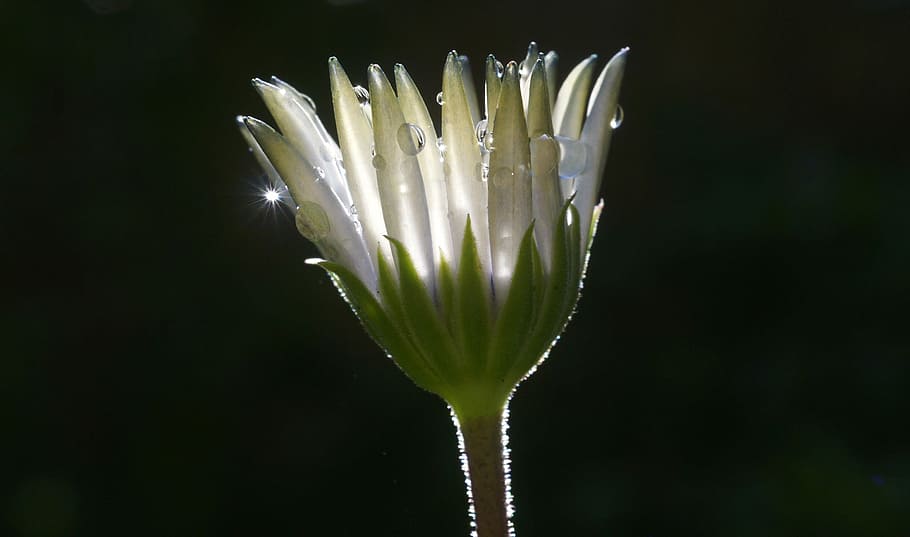 white flower with water droplets, water drops, dew, morning HD wallpaper
