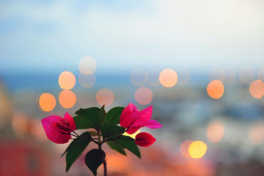 pink bougainvilleas macro photography, flower, bokeh, backdrop HD wallpaper