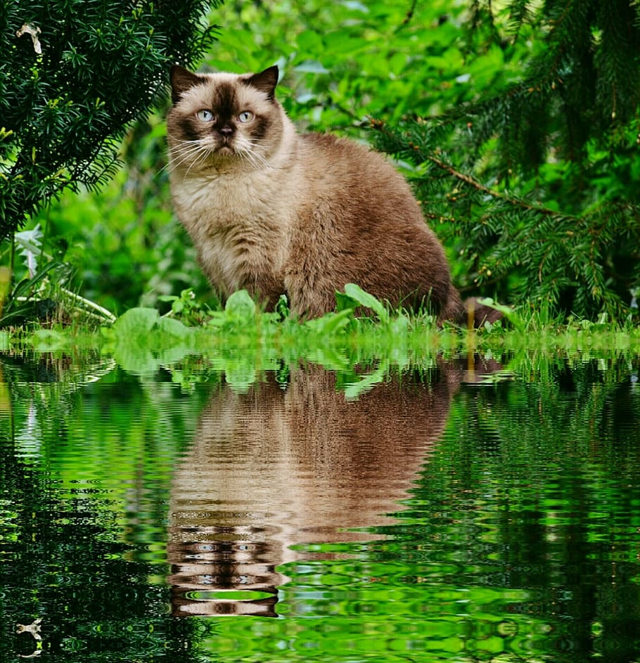 long-haired brown cat beside body of water, british shorthair