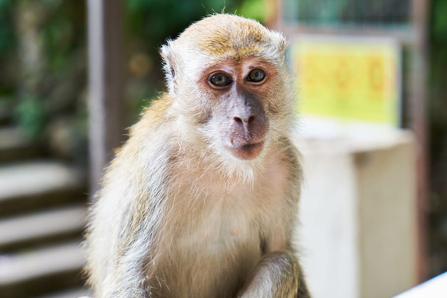 monkey, cute, animals, primate, portrait, asian, overview, beautiful HD wallpaper