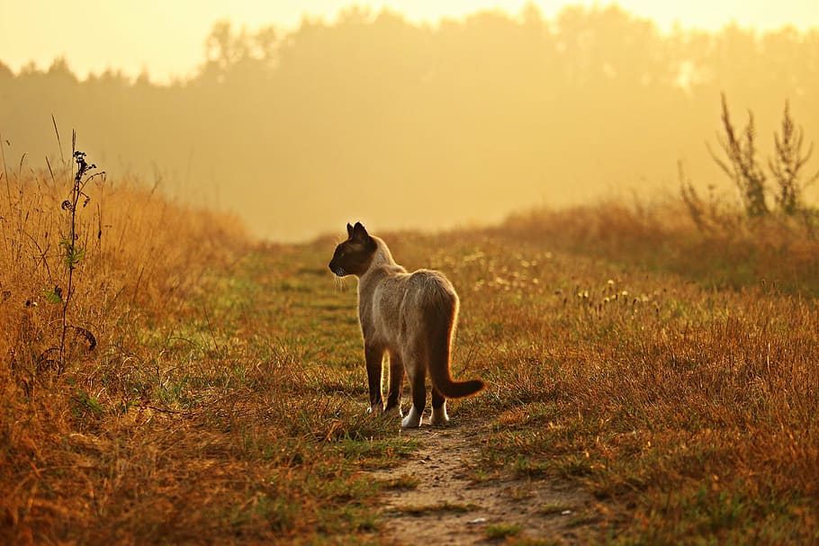 brown cat under cloudy sky, mieze, kitten, siamese cat, breed cat HD wallpaper
