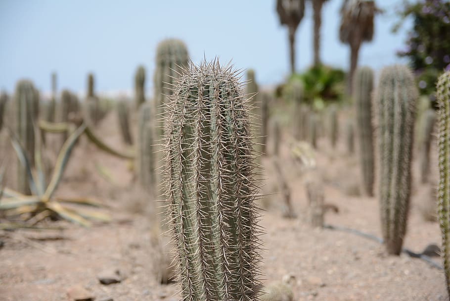 Cactus, Desert, Plant, Prickly, Hot, Dry, cacti, succulent, HD wallpaper