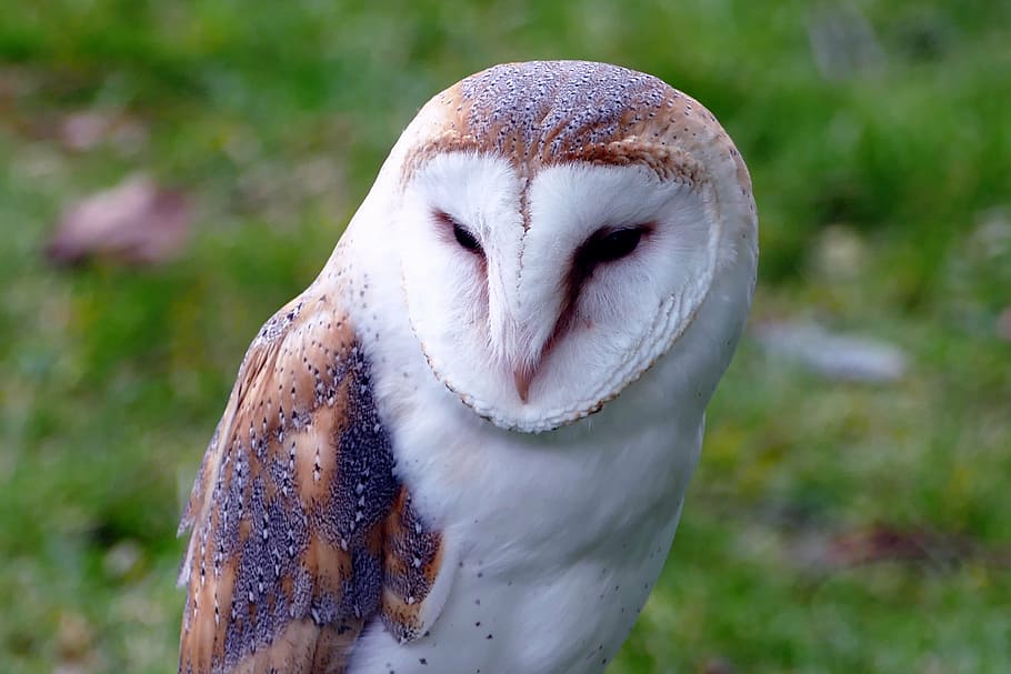 tilt-shift lens photography of barn owl, bird, animal, wildlife