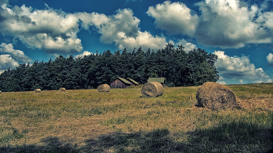 nature, landscape, tree, forest, sky, clouds, cloud - sky, bale HD wallpaper