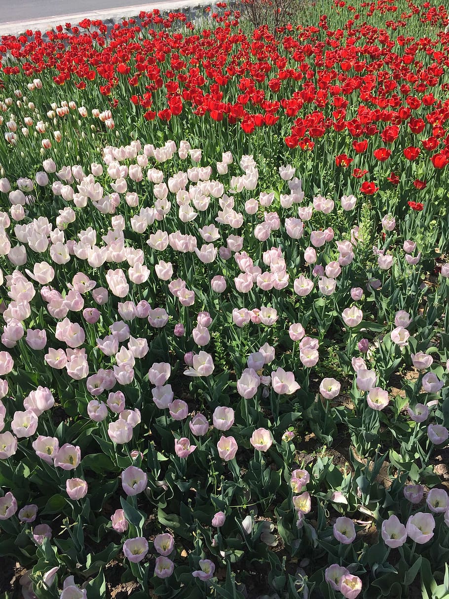tulip, flowers, two, nature, plant, summer, flower Head, springtime HD wallpaper