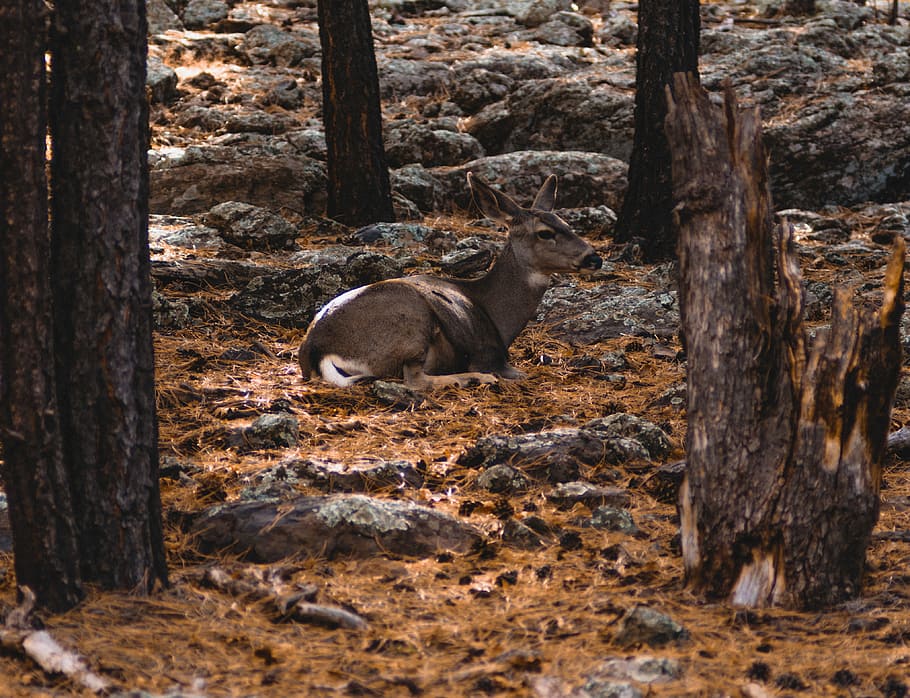 deer lying on ground, gray deer on brown surface, nature, fall HD wallpaper