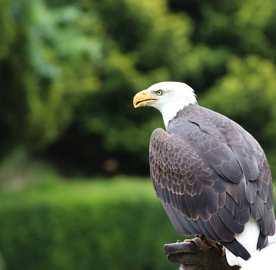 bald eagle, bird, animal, nature, predator, wildlife, prey HD wallpaper