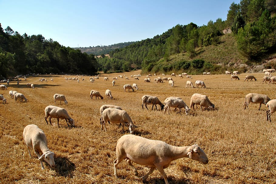sheep, goat, nature, flock, farm, animal, farm animal, wool HD wallpaper