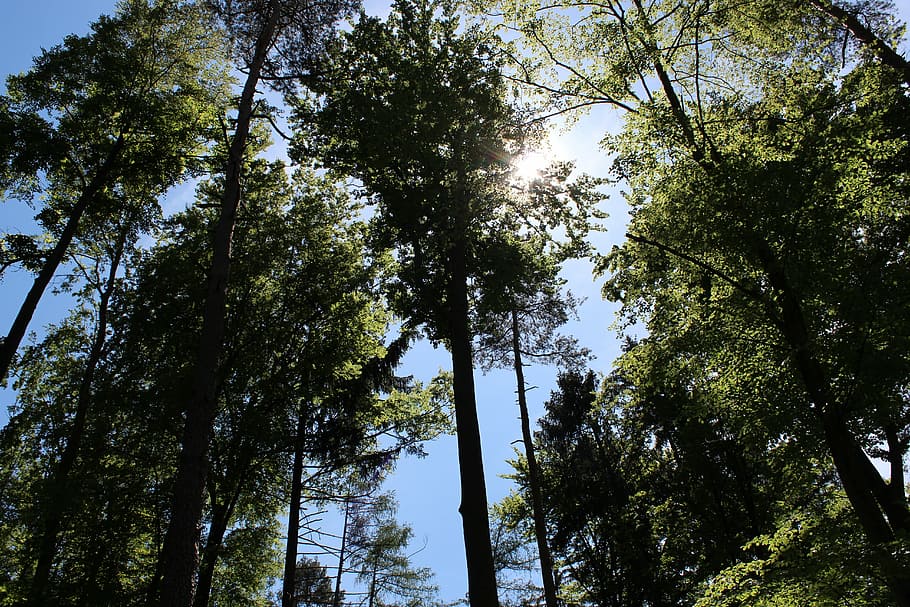 nature, forest, trees, plant, growth, low angle view, sky, tranquility HD wallpaper