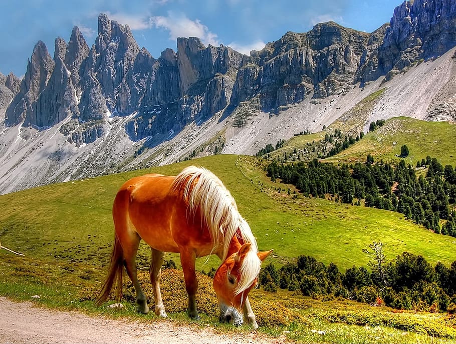 brown and white horse on grass lawn near mountain, Dolomites