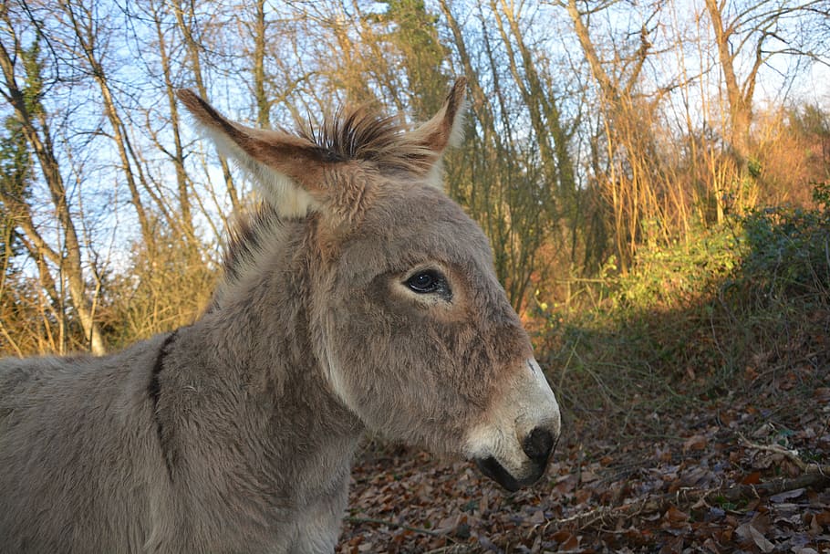 donkey, prairie, light, equine, animal, domestic animal, nature HD wallpaper