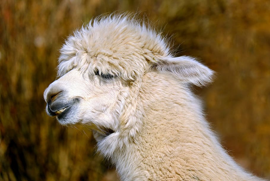 white alpaca, animal, creature, wool, fluffy, alpaca wool, fur HD wallpaper