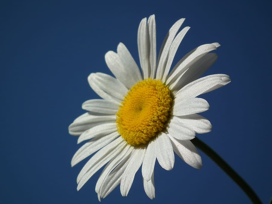 Flower, Daisy, White, Day, Sky, flowers, june, blue, petal HD wallpaper