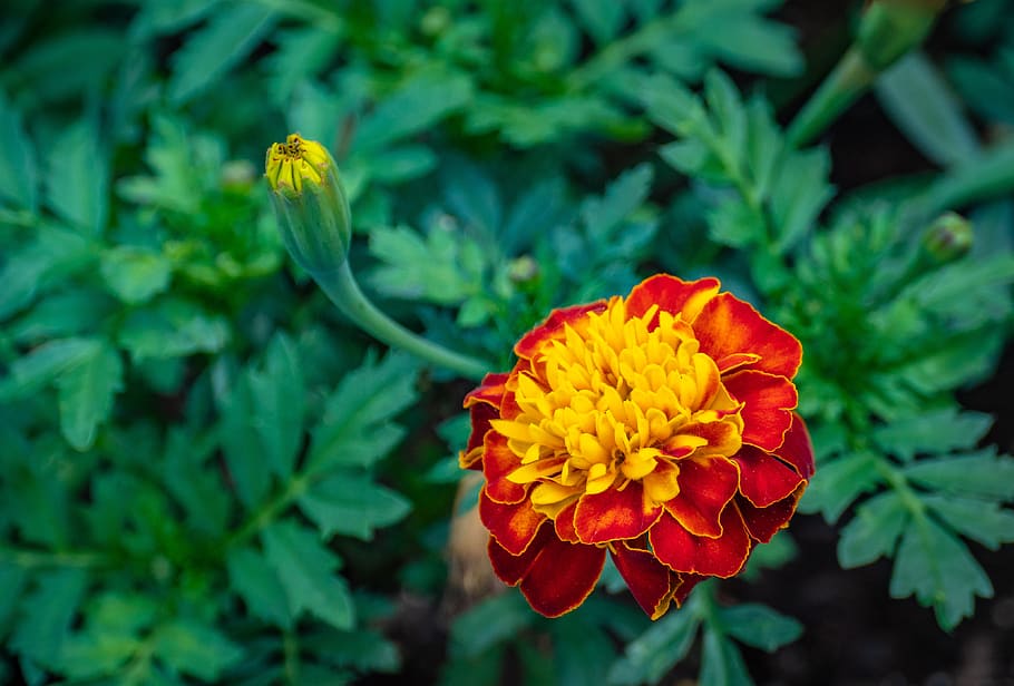 HD wallpaper: marigold, flower, spring, bud, flowering plant, beauty in  nature | Wallpaper Flare