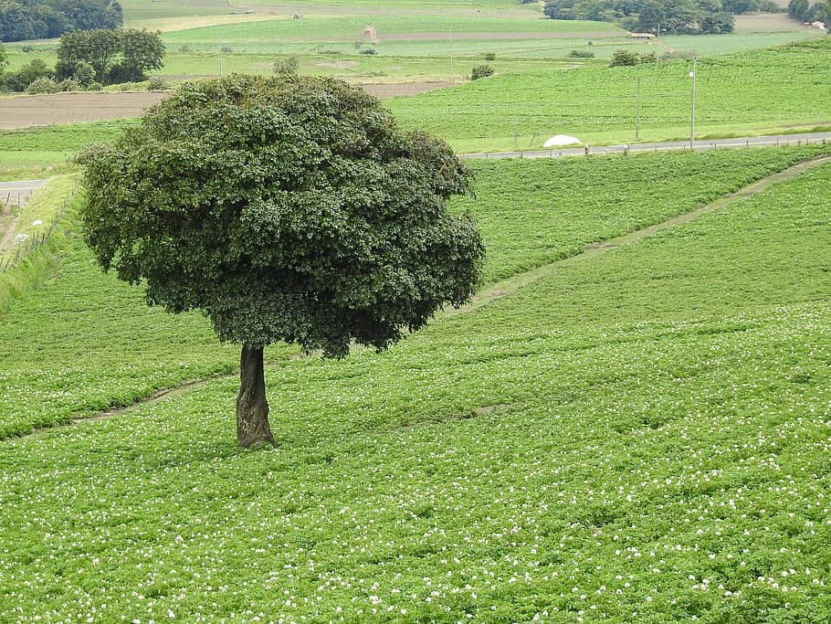 Field, Tree, Landscape, Flowers, Path, nature, agriculture HD wallpaper