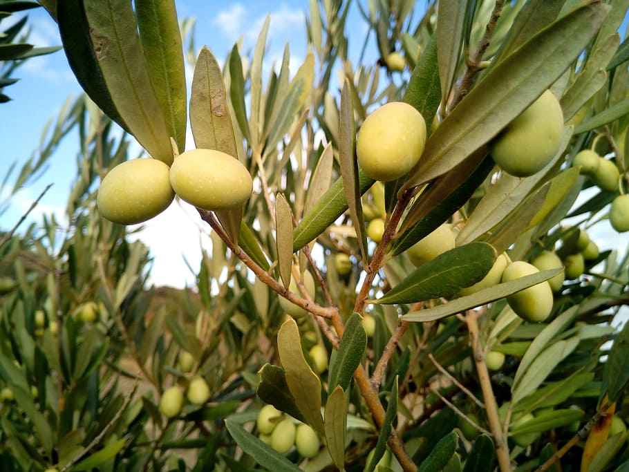 closeup photo of oval green fruit, olive trees, olives, olivas