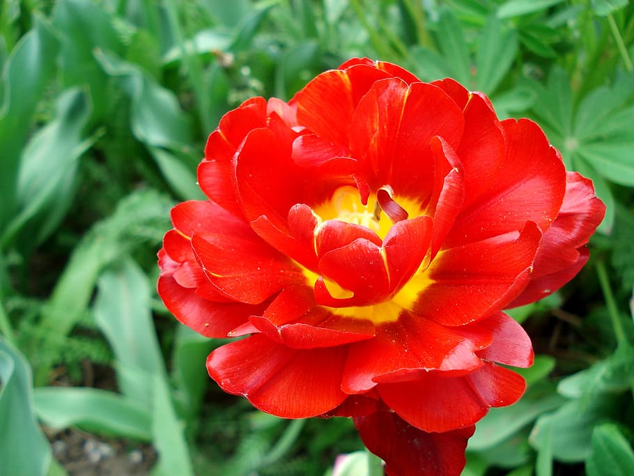 tulip, spring, flowers, bloom, red tulip, red flower, tulips HD wallpaper