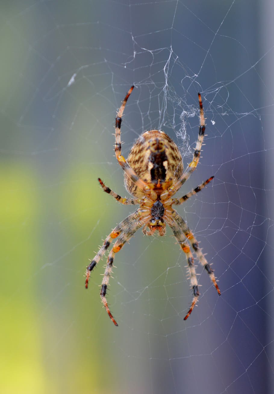 spider, cobweb, close up, spider web, arachnid, animal themes HD wallpaper