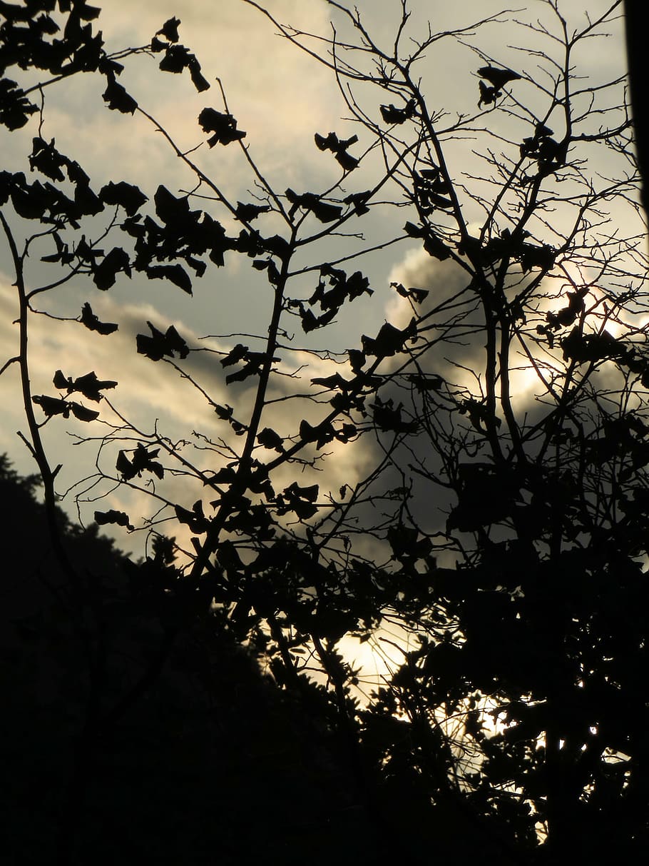 leaves, back light, clouds, dark, evening, branch, autumn, tree HD wallpaper