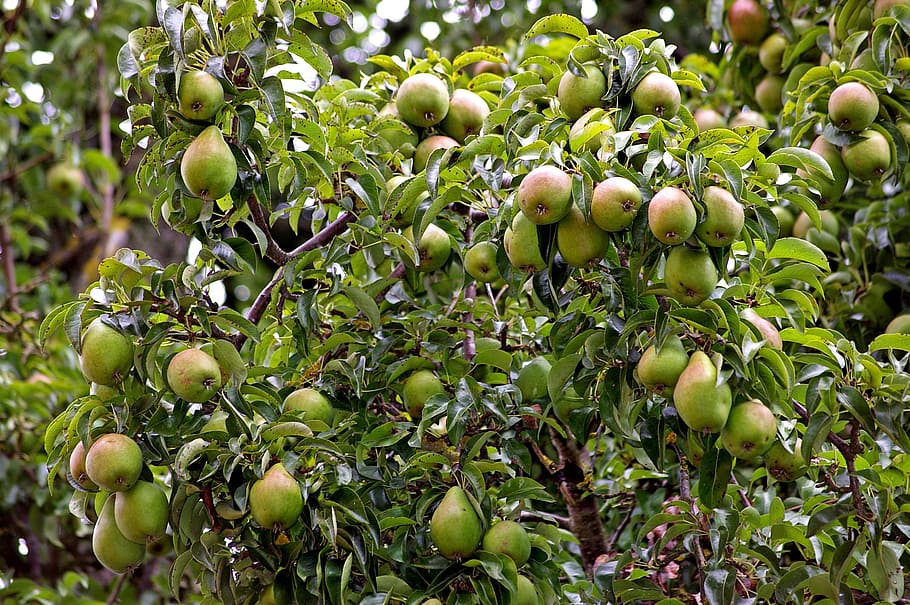 pears, harvest, pome fruit, autumn, red, fruits, ripe, nature, HD wallpaper