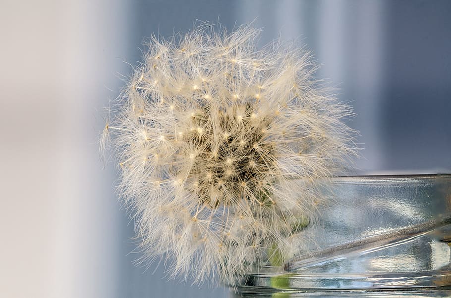 still life, dandelion, structure, nature, close, plant, macro HD wallpaper