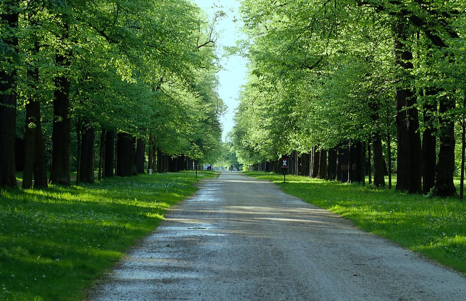 nature, tree, road, leaf, plant, direction, the way forward HD wallpaper