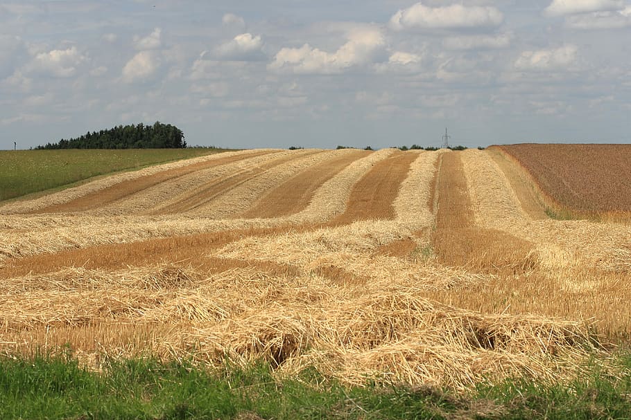 Cornfield, Harvest Time, Sky, summer, agriculture, landscape HD wallpaper