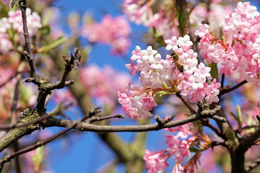 selective focus photography of pink flowers, bee, insect, tree HD wallpaper
