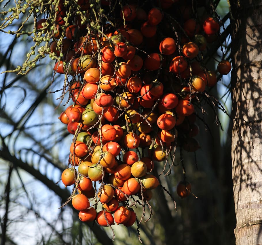 tree, fruit, branch, food, flora, palm fruit, ripe, berry, healthy eating HD wallpaper