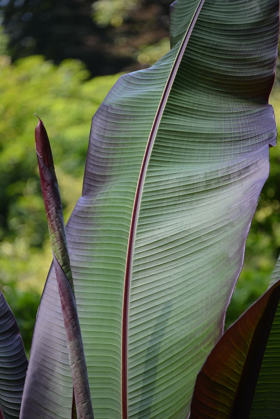 leaf, structure, plant, green, palm, palm leaf, light green HD wallpaper