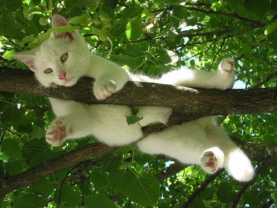 white cat hanged on tree photography during daytime, nature, relax