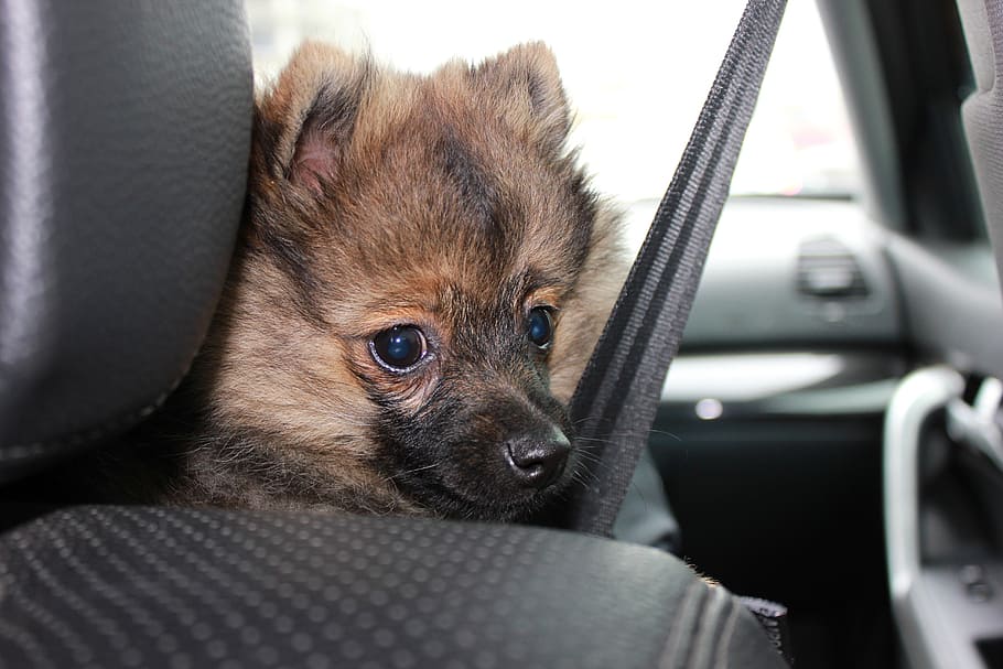 spitz, sobaka, animal, pets, car, safety belt, one animal, domestic HD wallpaper