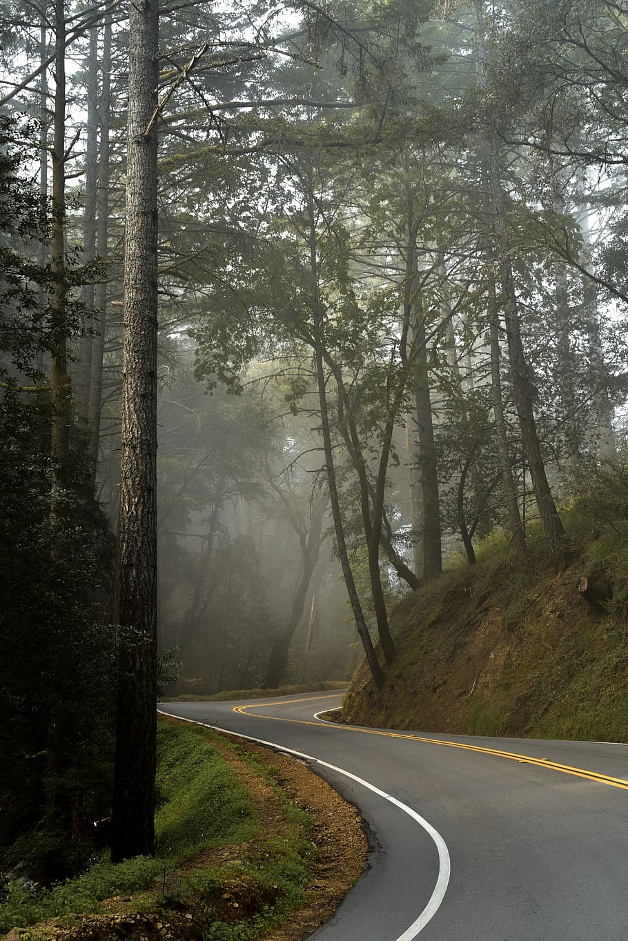 The road, empty pavement near forest, tree, mist, fog, perspective HD wallpaper