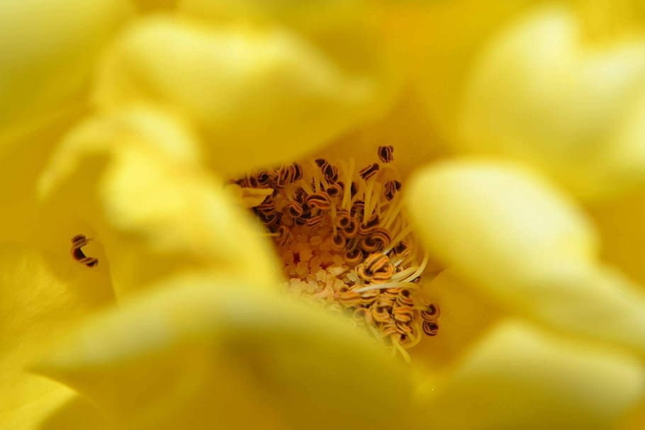 Flowers, Nature, Yellow, petal, fragility, close-up, flowering plant HD wallpaper