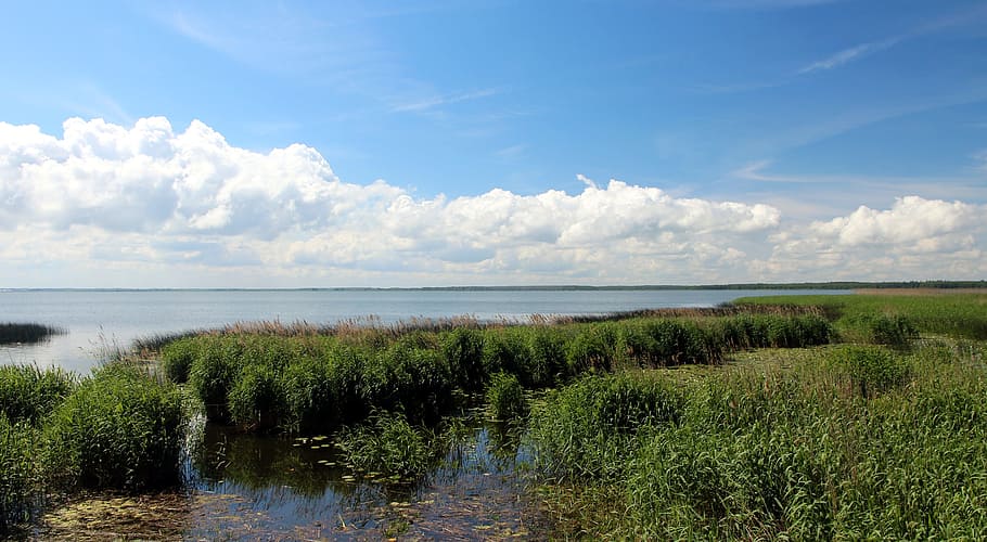 Reed, River, Beach, Water, Blue, Blue Sky, nature, summer, landscape HD wallpaper