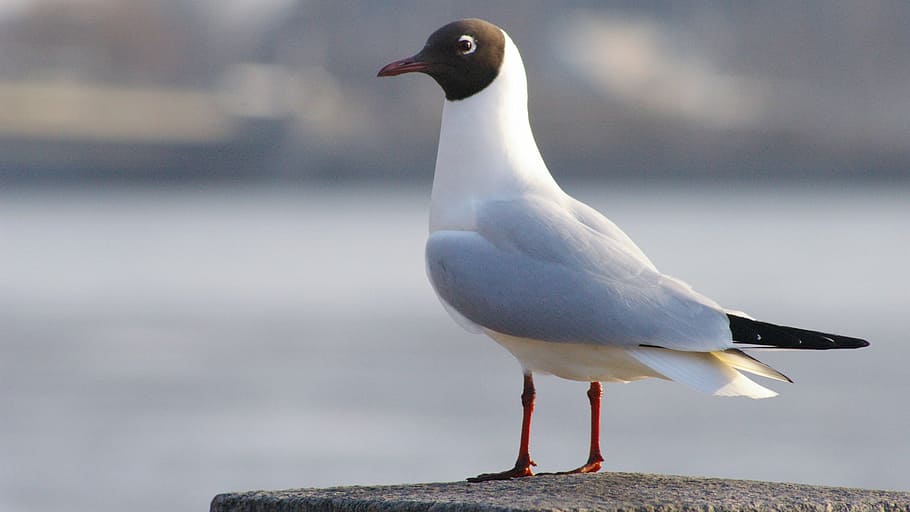 selective-focus photography of white and black bird perching on gray concrete post during daytime HD wallpaper