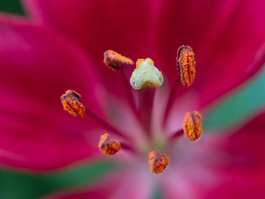 lily, red, macro, close, pistil, blossomed, flower, bloom, close up HD wallpaper