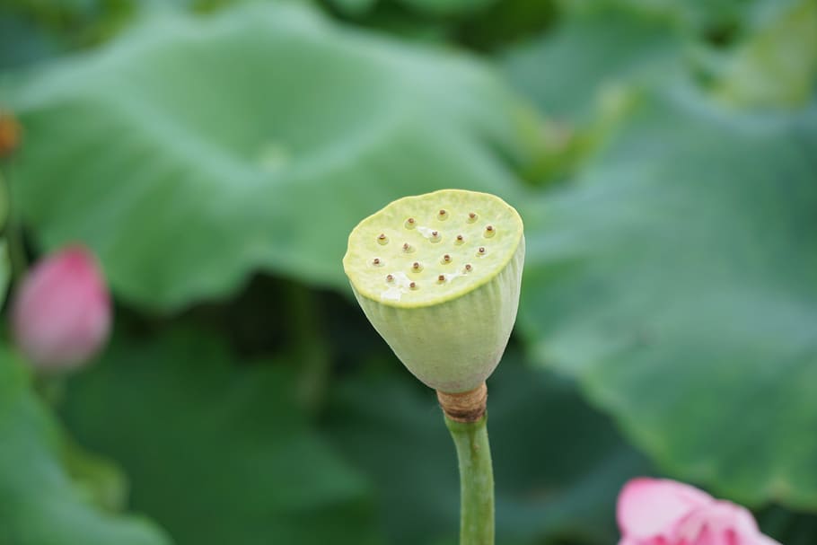 lotus, flower, plant, growth, flowering plant, beauty in nature HD wallpaper