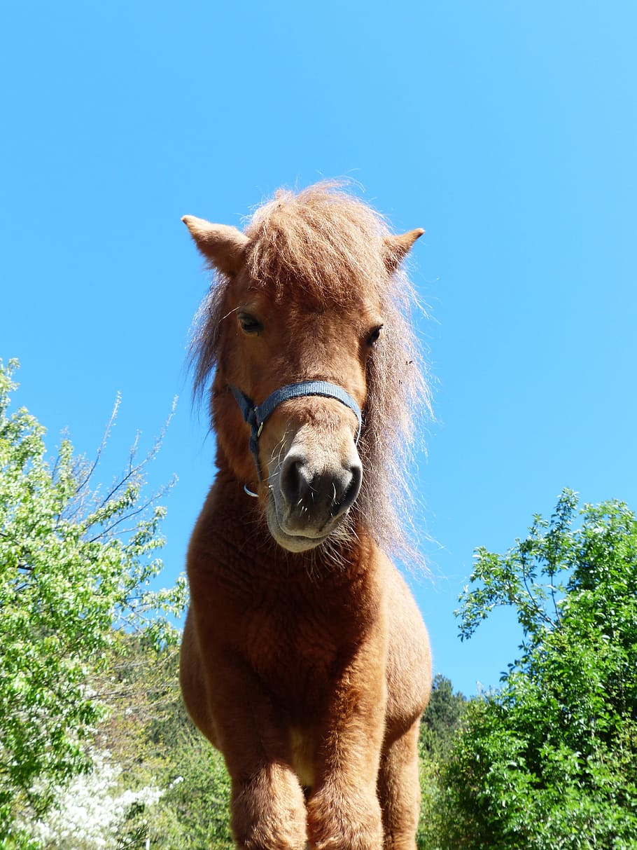 Shetland Pony, Horse, Animal, Fur, wuschelig, mane, sweet, nice, HD wallpaper