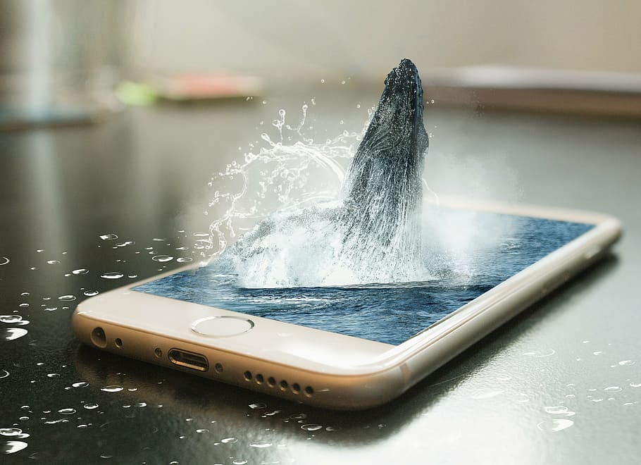 edited photo of whale jumping on iPhone's screen, remix, design HD wallpaper