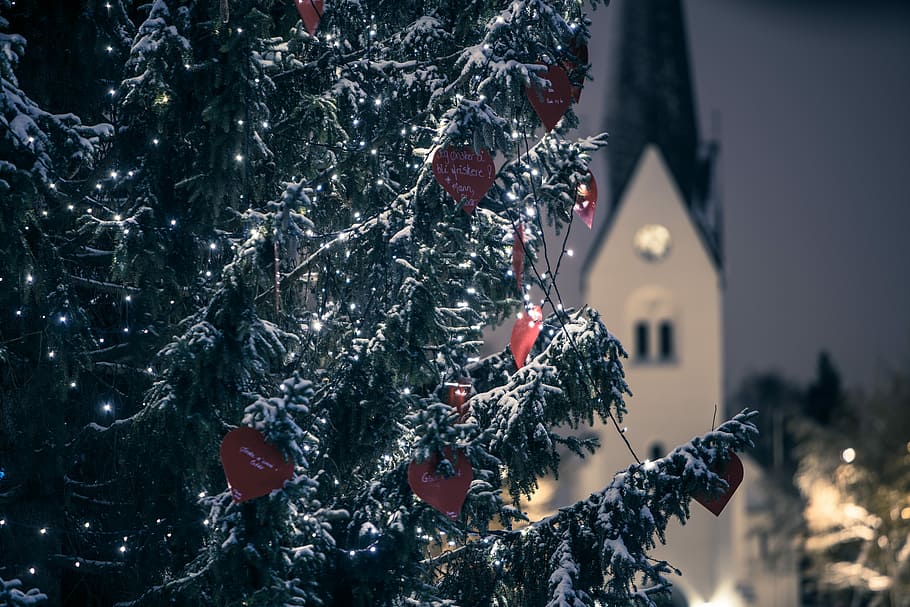 snow covered pine tree, shallow focus photography of tree leaf with snow HD wallpaper