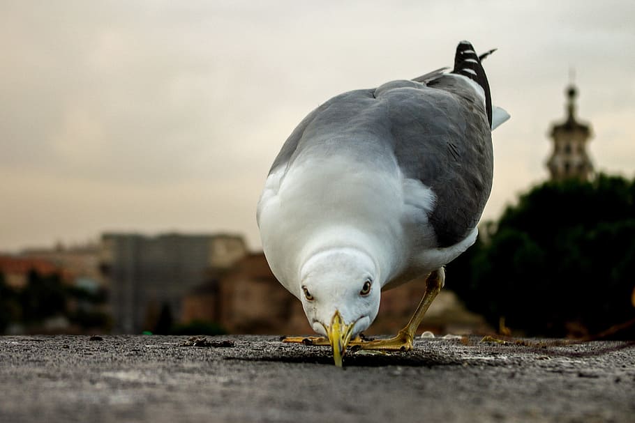 selective focus photo of gray and white bird preaching concrete ground HD wallpaper