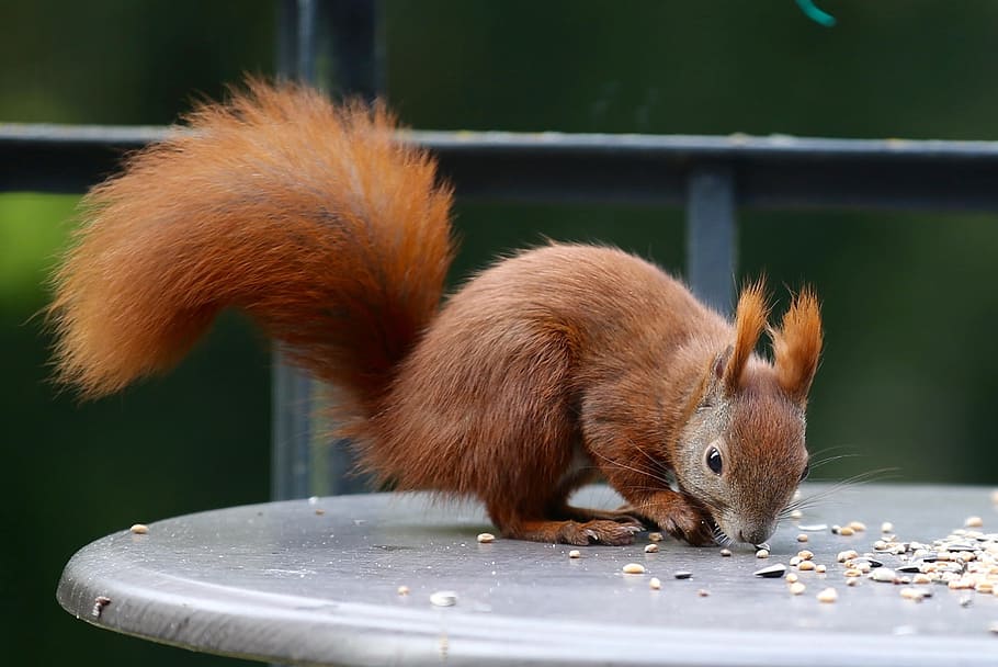 squirrel eating on gray board, brown, round table, animal, nature HD wallpaper
