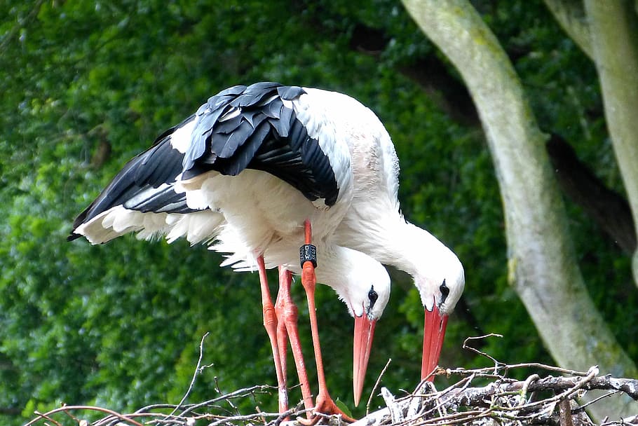 Storks, Bird, Nature, Nest, rattle stork, fly, storchennest HD wallpaper